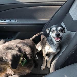 Meet your Posher, Nikita